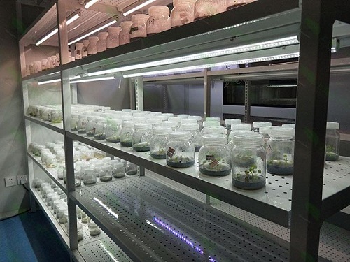 新华镇植物组织培养实验室设计建设方案